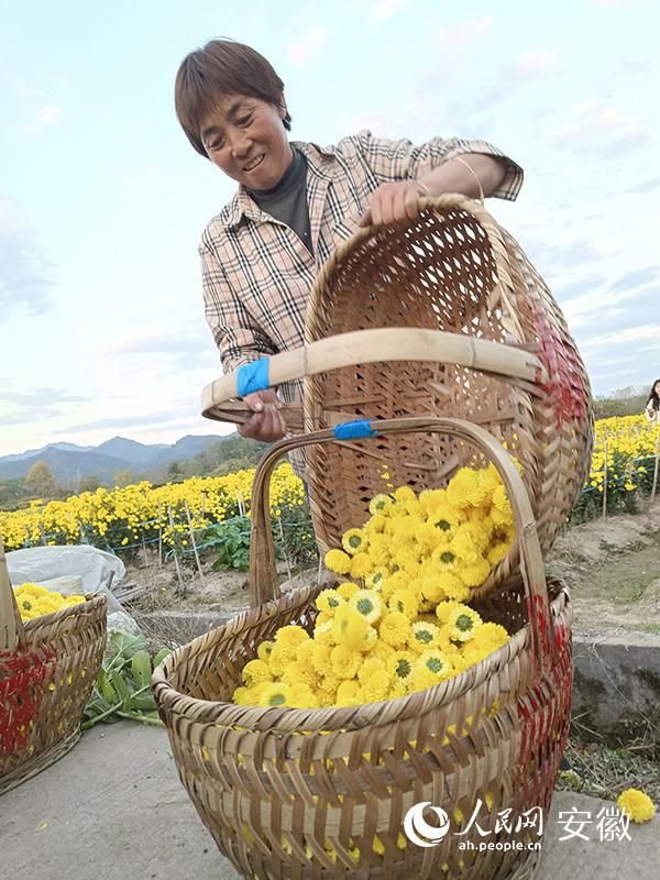 安徽黄山：小菊花写就乡村振兴大文章