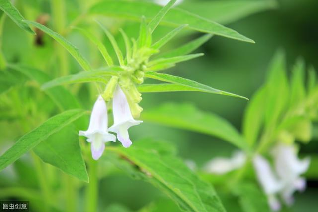 种植芝麻丰收技术，掌握稀疏的田地注重个体发展，提高芝麻生产量