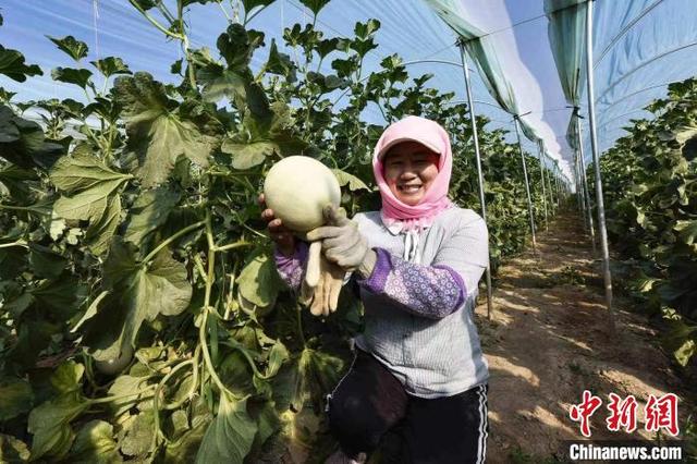 台湾伏地甜瓜落户西北小城变吊瓜 巧打“错峰稀缺牌”富农