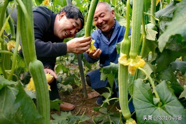 丝瓜如何种植管理才能更优质更高产？记住这6个种植管理技巧