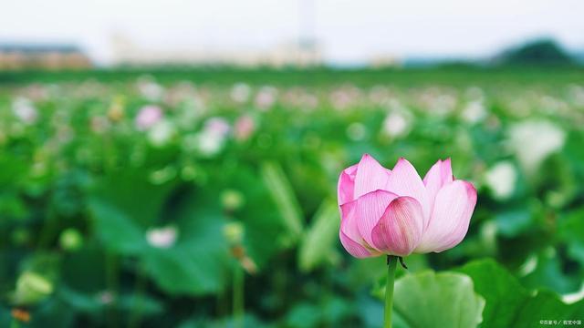 缤纷花海，荷花培养小窍门