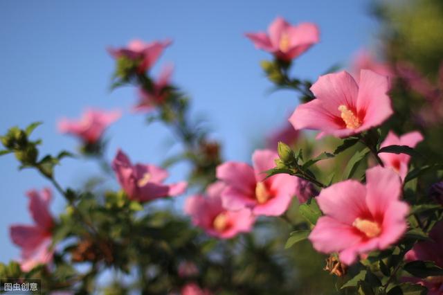 花卉播种时间和方法