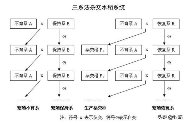 美国“购买”杂交水稻技术，亩产量超1000斤，为何比中国还高？