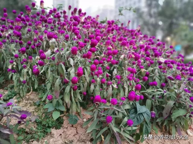 花期超长的千日红，你知道怎么让它常年开花么？