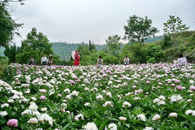 人间四月芳菲天 中江遍开芍药花