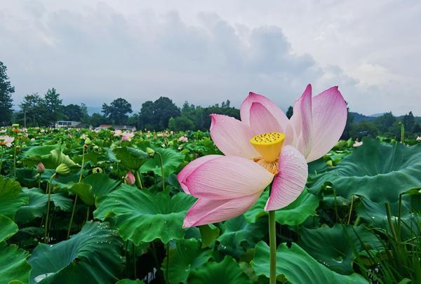 罗山：“荷花经济”添彩乡村振兴