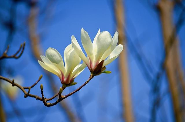 玉兰庭院植一株，栽种解决4要点，香满庭院绿满屋