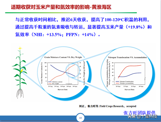 中外玉米专家5个证据：密植玉米，这一个条件必须满足