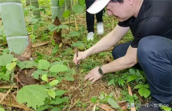 竹林中的“虫草”，一斤近百元不常见，能投入种植吗？