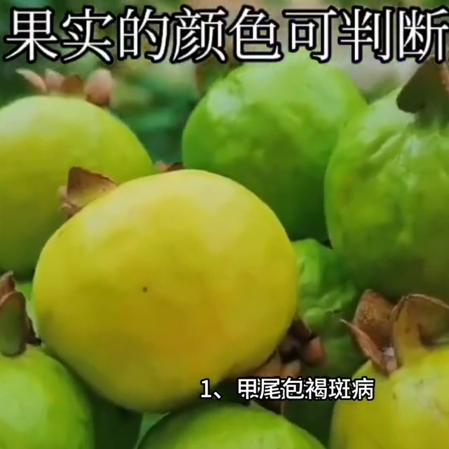 番石榴种植技术#纯天然绿色食品