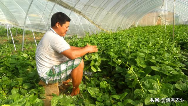 适合农村种植的5种懒人菜，被称为摘不败，种一茬够家人吃半年