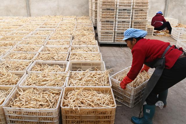 （经济）甘肃岷县：药材加工晾晒忙