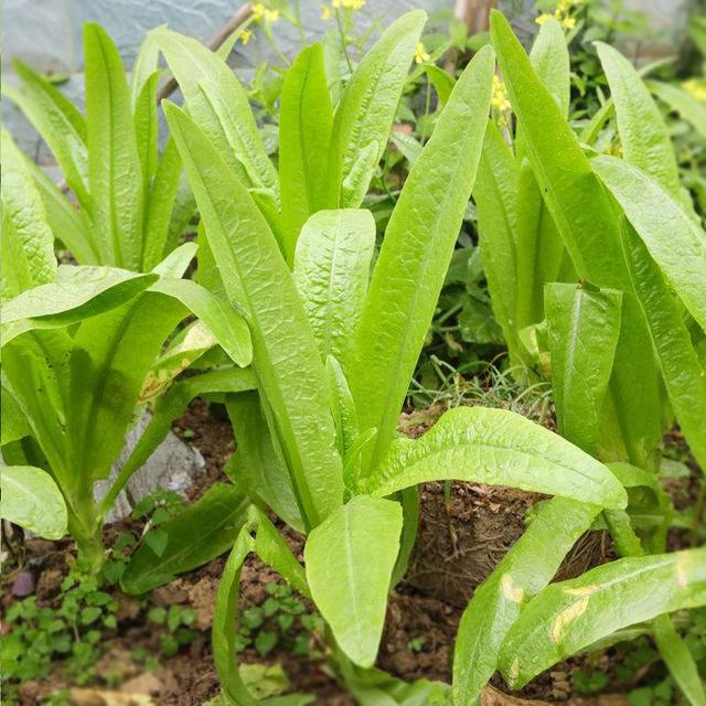 种植简单又好吃！这款油麦菜36天就可以收获，长的特快