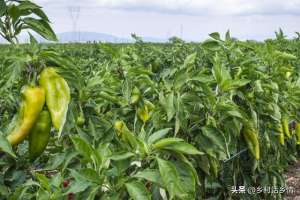 辣椒种植需要掐苗吗(辣椒、茄子、西红柿要不要掐尖？什么时候掐？这个可不能随意)