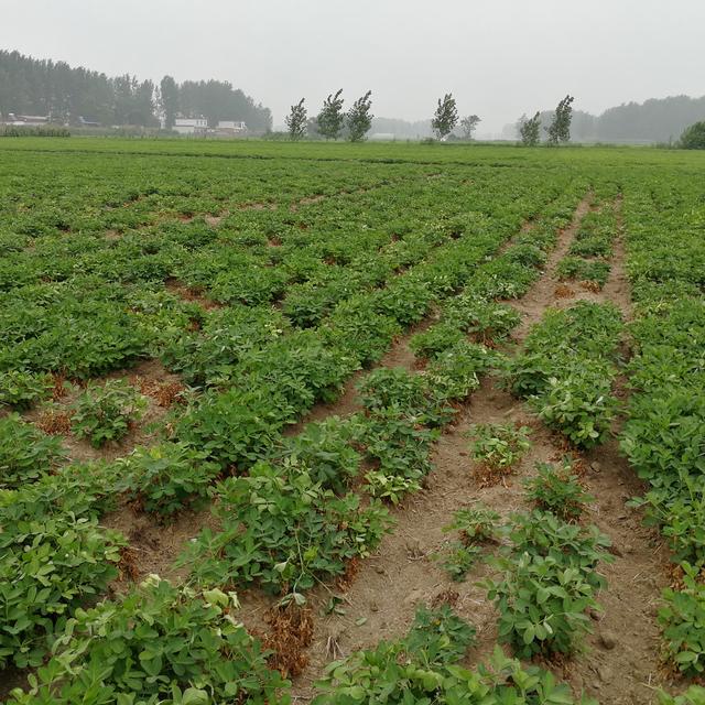 花生白绢病8-9月份高温多雨易发生，这里有四点建议减轻病害发生