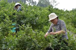 从种子开始的蓝莓种植(蓝莓苗栽培关键技术，做好育苗工作，加强管理措施，提高座果率)