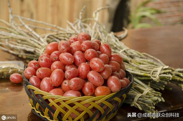 羊奶果，多生长在野山深处，可加工成各种蜜饯