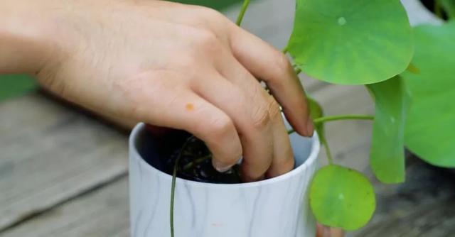 碗莲种植的4个小妙招，轻松松松带你入门