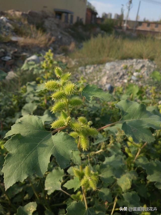 田间野草变中药良方，苍耳妈妈是如何从野草逆袭成有用植物的