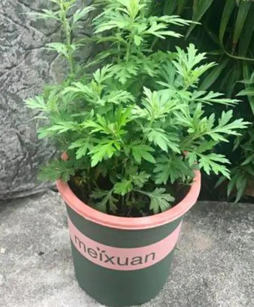 十种驱蚊的植物，让你远离蚊虫的烦恼