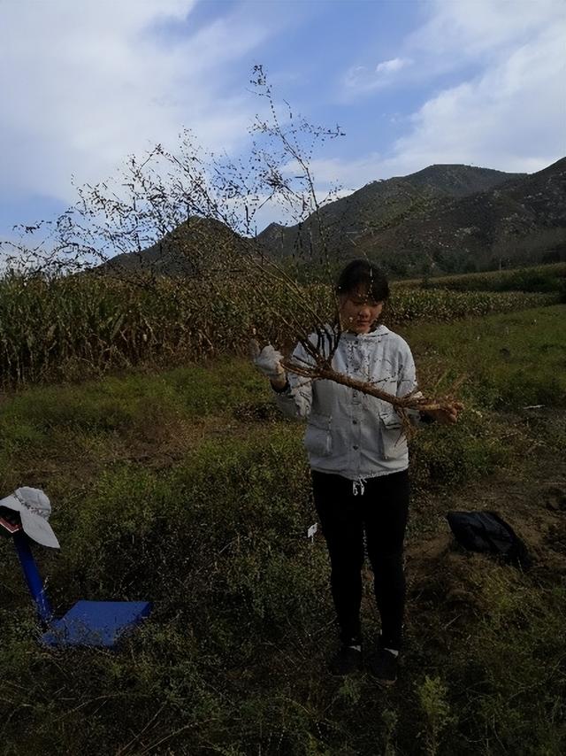 农用酵素管理的有机黄芪田间种植技术