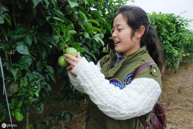 种植百香果每亩需要投入多少钱？所需资金超乎我们想象