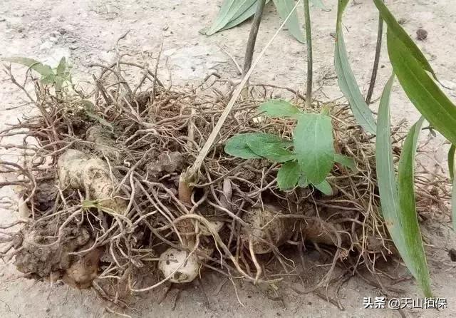 黄精，农村的作物，市场稀缺，种家少，种植前景好