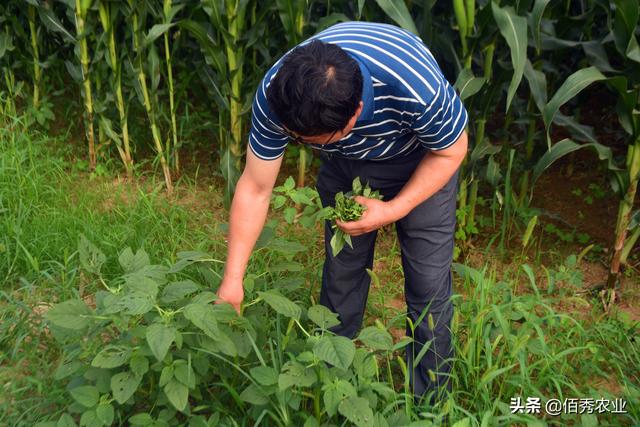 适合农村种植的5种懒人菜，被称为摘不败，种一茬够家人吃半年