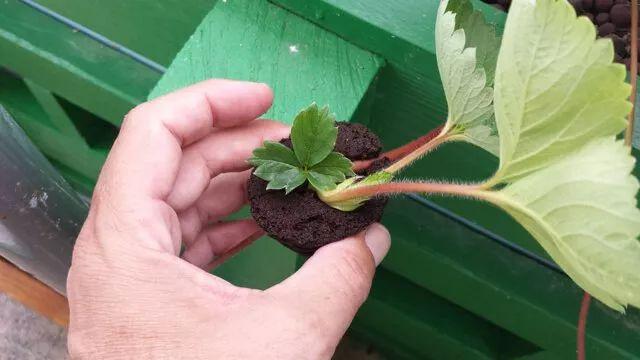 在室内种出能不断开花结果的盆栽草莓，还能不断扦插繁殖