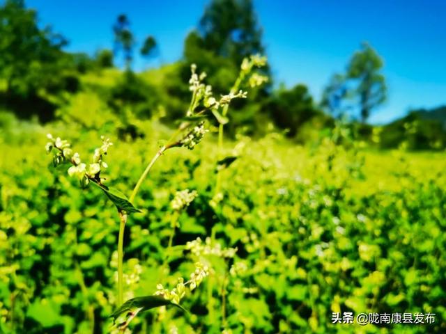 【“三个共同”促振兴】豆坝镇：“小杂粮”种植做好乡村振兴“大文章”