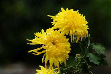 菊花小苗怎么养，什么季节种最好