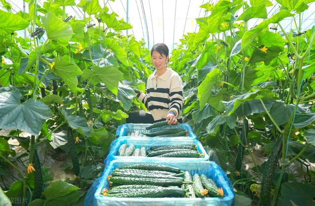 大棚黄瓜种植技术，科学种植，重点做好这几个方面