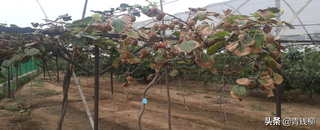 影响猕猴桃种植成功的因素及应对建议