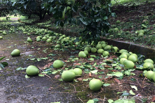 花量过大柚果开始掉落？那是缺乏管理经验，学会这4个方法保丰收