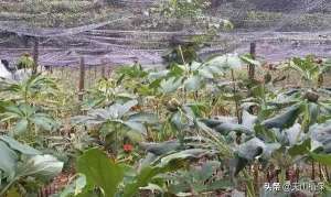 重楼种植年限(农村种植重楼，价格市场稳定，种一亩年赚万元以上)