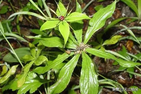 农村种植重楼，价格市场稳定，种一亩年赚万元以上