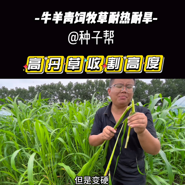 高丹草怎么收割比较好？#高丹草#高产牧草#牧草种子#三...