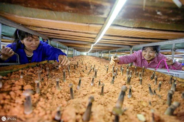 市面上有人工种植的鸡枞菌，但与野生的相比相去甚远