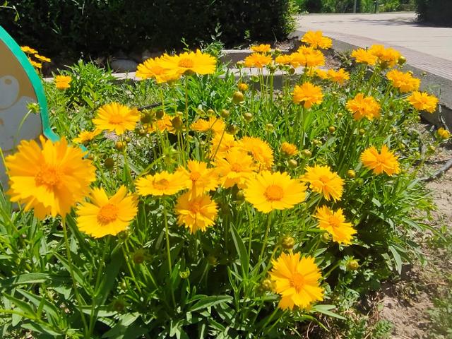 菊科—金鸡菊