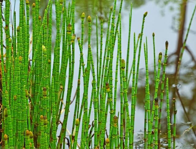 节节草的习性、生长环境、养殖技巧、注意问题