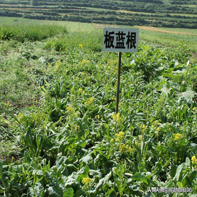 合集：古镇沧桑话演武（）药材种植