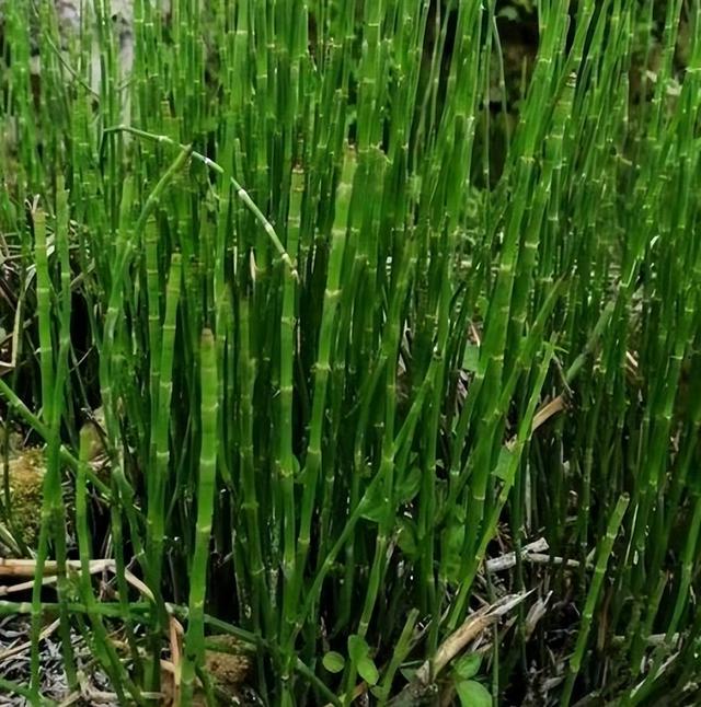 节节草的习性、生长环境、养殖技巧、注意问题