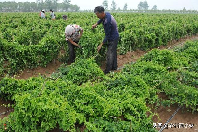 高产山药的种植要点 这一些要做好