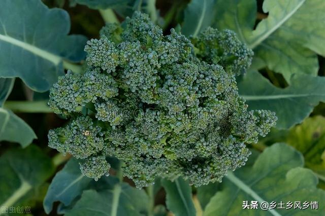 西兰花要先催芽吗？先催芽的三大优势，出苗齐、产量高、成熟早