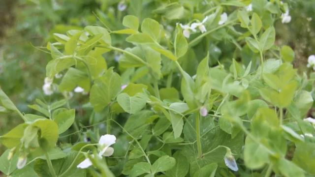 分享豌豆种植方法