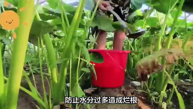 芋头的种植技巧和管理技巧，你知道多少？