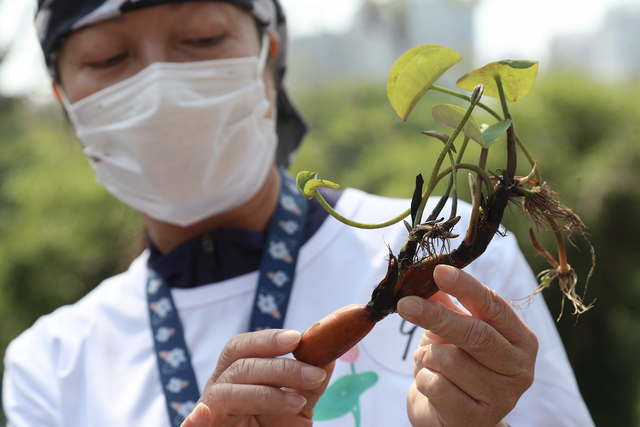 2021洪湖公园碗莲种植活动开幕