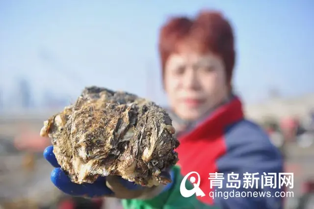 青岛这种海鲜，现在肥透了！已大量上市…在这里还能白捡