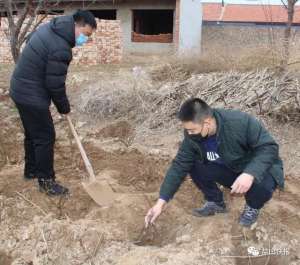 沧州适合种植什么药材(盐山：还记得吗？驻村队员帮王殿义种植四季金银花苗木 860株全种上了)