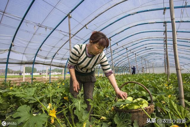 秋季大棚温室管理要全面！棚内瓜果蔬菜要高产，以下7点很关键